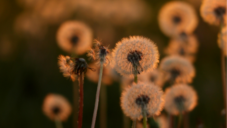 Un corazón que adora