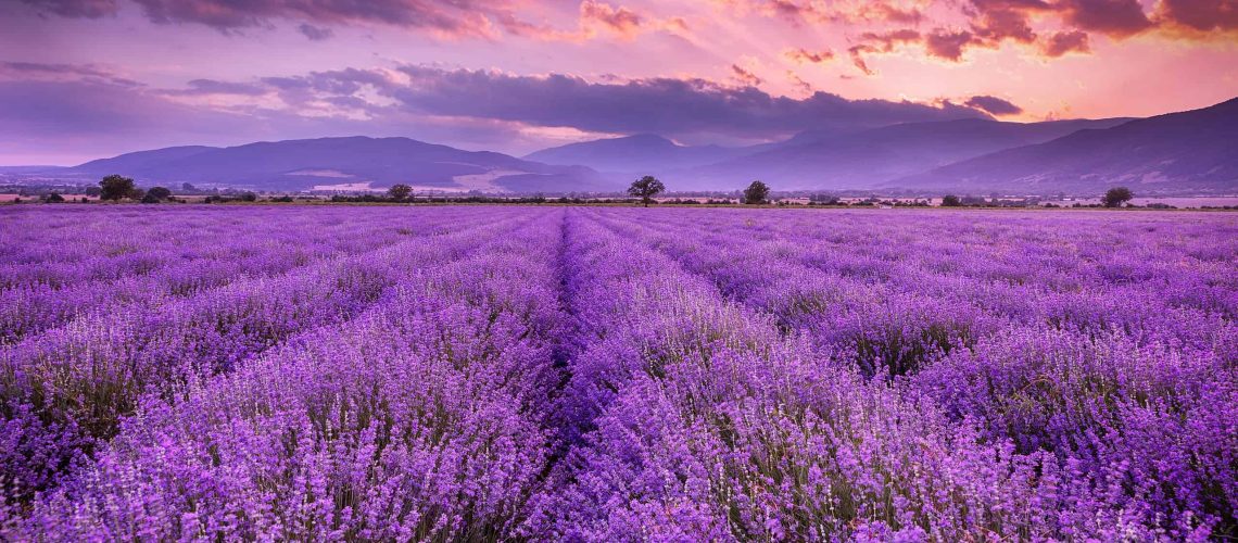 shutterstock_606517310